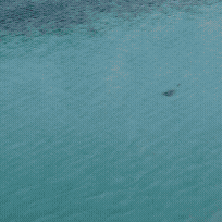 ELGON tvarios iniciatyvos